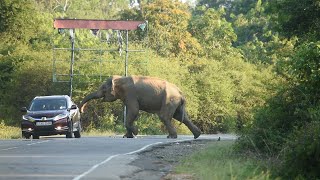 Elephant Attack Buttala Kataragama Road Sri Lanka [upl. by Lon]