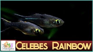 All About Celebes Rainbow Fish A Curious and Surprisingly Hardy Oddball [upl. by Reeher]