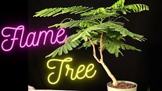 Royal Poinciana Bonsai Tree from seed Delonix Regia Flame tree Flamboyant tree One repotted [upl. by Florina]