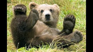 Liten Björn  Kleiner Braunbär in Härjedalen  Schweden [upl. by Housen]