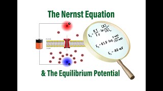 The Nernst Equation and Equilibrium Potentials in Physiology [upl. by Notsud]