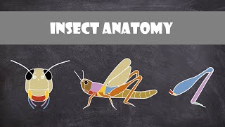 Insect Anatomy  Entomology [upl. by Pasquale344]