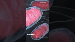 Catabolism and anabolism systembiology enzymes proteins carbohydrates DNA rnait [upl. by Noiemad184]