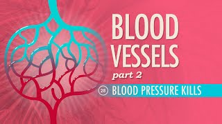 Blood Vessels Part 2 Crash Course Anatomy amp Physiology 28 [upl. by Sherrill]