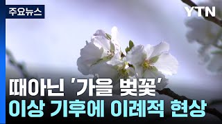 날씨 quot실화야quot 곳곳에 가을 벚꽃 활짝quot생체시계 무너져quot  YTN [upl. by Akiwak]