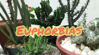 Euphorbias e algumas identificações [upl. by Adnamaa]