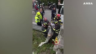 Milano i vigili del fuoco salvano un capriolo caduto nel Naviglio [upl. by Jefferson]