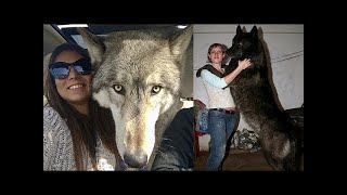 Halb Wolf halb Hund Warum sind Wolfshunde besser als normale Hunde [upl. by Rases]