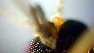 Housefly under DIY Microscope  HD [upl. by Aneda]