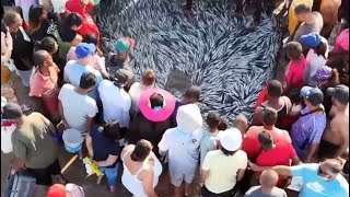 South Africa’s Epic Sardine Run [upl. by Kellsie671]