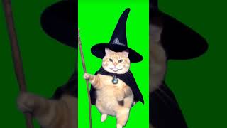 Cat green screen [upl. by Elleved]