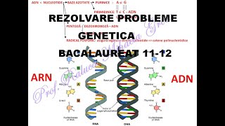 REZOLVARE PROBLEME GENETICA BACALAUREAT BIOLOGIE 1112 [upl. by Esoryram]