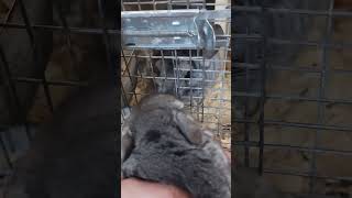 CHINCHILLA SOUNDS NOISES 👌 🔥 😍 animals pets funny happy cute shorts rodents satisfying [upl. by Lam]