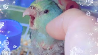 Expert Tips for Pleasing Your Parrotlet Baby [upl. by Ahsoyem175]