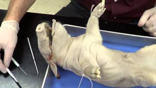 Fetal Pig Dissection Part 1 [upl. by Alurd]