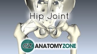 Hip Joint  3D Anatomy Tutorial [upl. by Gavrielle]