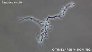 放線菌 Streptomyces avermitilis [upl. by Yrailih258]