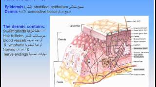 05Skin amp Fascia1Skin Anatomy Intro Dr Ahmed Kamal [upl. by Morey]