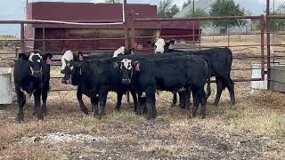 6 Head of Black and BWF Replacement Heifers 1030  Cattle for sale [upl. by Yecram]