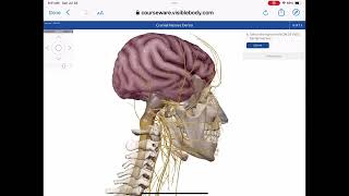 Cranial Nerve Demo [upl. by Engis]