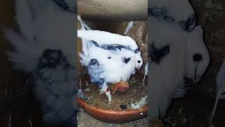 Buterfly male satinette pigeon satinette kabootar shorts yutubeshorts [upl. by Sirdna]