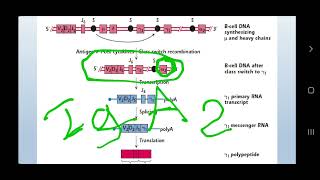 The genetic basis of antibody structure [upl. by Atipul566]