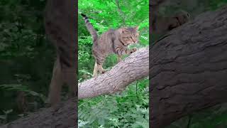 The Lion King Cat  Hakuna Matata funny cat worry [upl. by Sisak887]