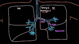 Bronş Ağacı Sağlık ve Tıp Solunum Sistemi Fizyolojisi [upl. by Heron10]