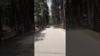 Kalam ushu Forest nature allah ytshorts shorts naturebeauty swat swatkalam pakistan [upl. by Ahsuat]