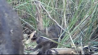 Baby Tasmanian Pademelon walks up to a Trail Camera with it’s mum [upl. by Imyaj]