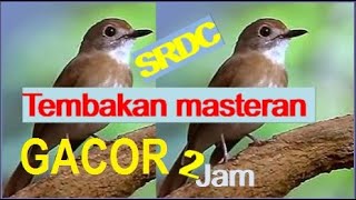 Tembakan Masteran SRDC Gacor Full 2 jam [upl. by Lanod707]