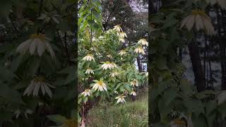 Poinsettia 🤍🤍youtubeshorts garden natureflowers reels flowers short meghalaya [upl. by Mora]