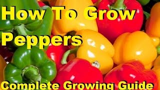 How To Grow Peppers  Complete Growing Guide [upl. by Greenlee691]