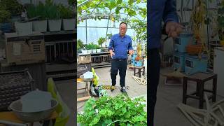 Vegetables plantation and to attend shots youtubeshorts [upl. by Joashus]