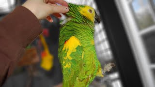 Amazon Parrot Purrs  Storm [upl. by Damales]