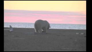 Polar Bear vs The Black Guillemot [upl. by Dode]