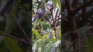 Gray Catbird Songbird nature wildlife graycatbird [upl. by Dnalyram]