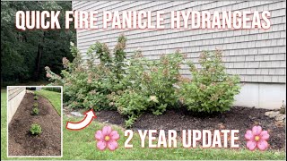 Quick Fire Panicle Hydrangea Update Theyre Huge 🌸 [upl. by Itnahs]