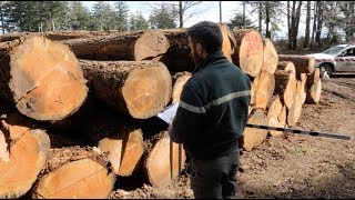 Le technicien forestier garant de la régénération de la forêt [upl. by Nylarat]