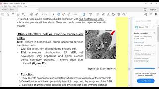 Histo respiratory 3 [upl. by Galatia]