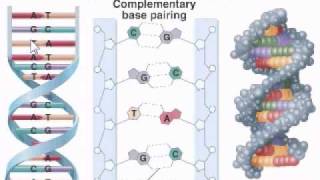 DNA Structure [upl. by Eiramassenav394]