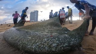 Amazing Seine Net Fishing In Beautiful Sea Shore  Beach Fishing [upl. by Tiphani869]