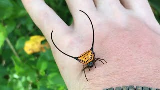 Buffalo Spider Gasteracantha sp [upl. by Warring983]