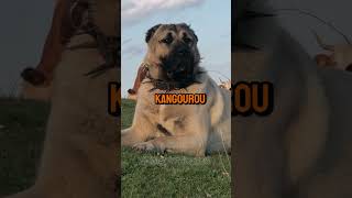 Kangal Vs Kangourou – Qui va gagner 😎 dog short [upl. by Enoch]