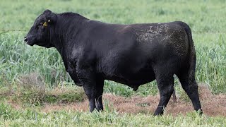 Lot 142 EVT22T425 Peakes Bowen 2024 [upl. by Yleme]