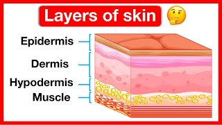 Layers of skin ✋  Human skin anatomy  Easy learning video  5 senses [upl. by Nonnahsed]