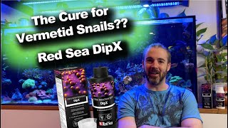 Can This Dip Kill Vermetid Snails  Red Sea DipX [upl. by Mendy]