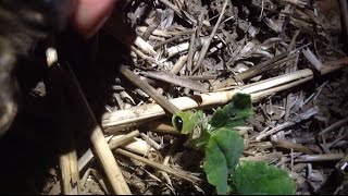 How to catch cabbage stem flea beetle  Pyrethroid resistance sampling [upl. by Ethelind]