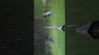 Black winged stilt bird shorts birds [upl. by Los]