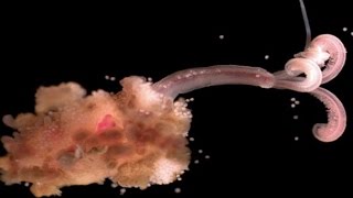 Zombie worms found in the Mediterranean Sea [upl. by Tavey]